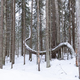 Metsien kasvun hidastuminen on alkanut yhtä aikaa Suomen lisäksi muun muassa Ruotsissa. Syiden selvittäminen edellytää lisää tutkimusyhteistyötä.