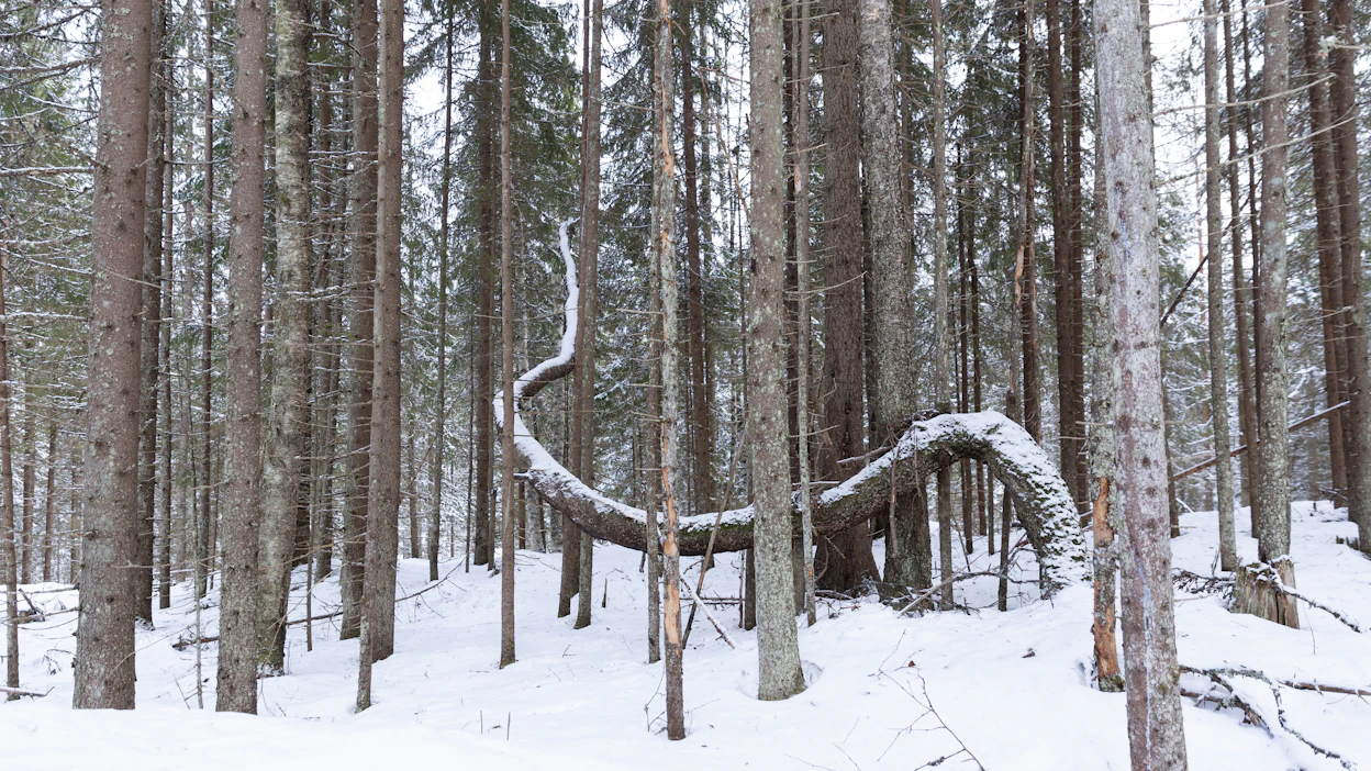 Metsien kasvun hidastuminen on alkanut yhtä aikaa Suomen lisäksi muun muassa Ruotsissa. Syiden selvittäminen edellytää lisää tutkimusyhteistyötä.