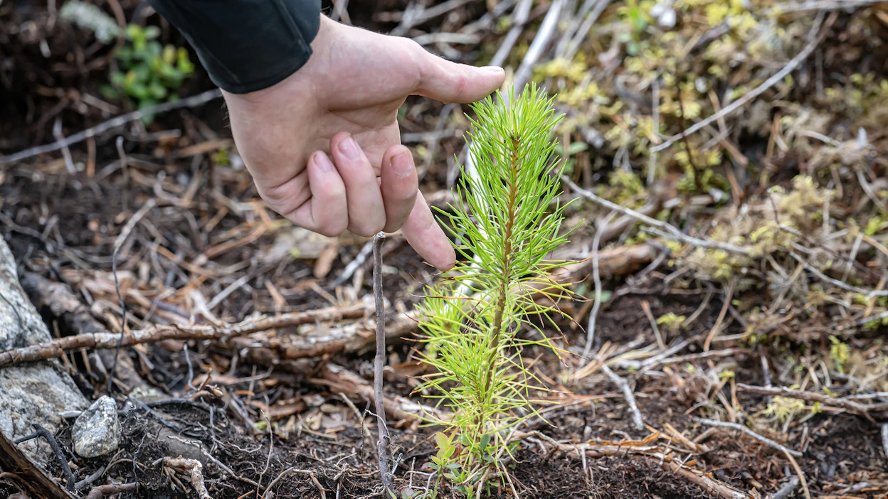 Istutuksilla käytetään yleensä jalostetusta siemenestä kasvatettuja paakkutaimia.