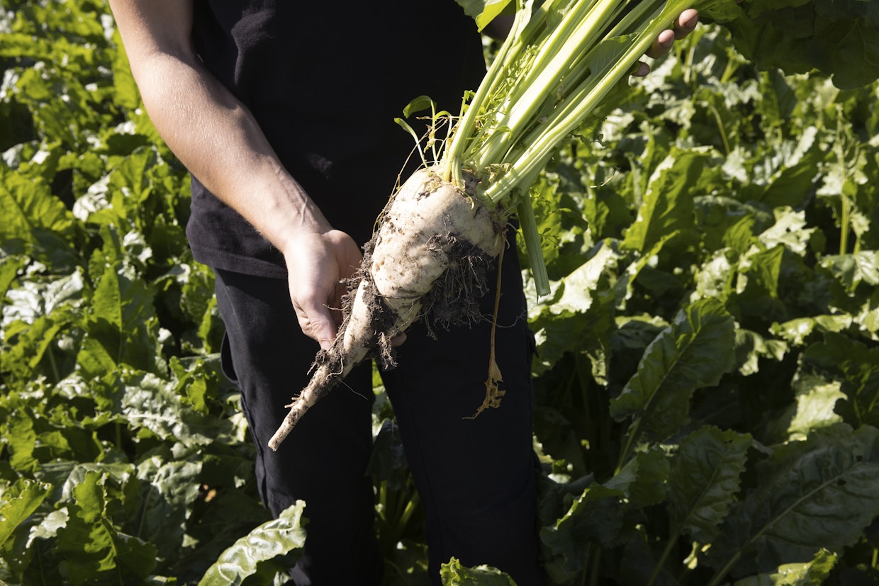 Kotimainen sokeri valmistetaan sokerijuurikkaasta, mutta maailmalla sokeria valmistetaan yleisemmin sokeriruo’osta. Kuvituskuva.