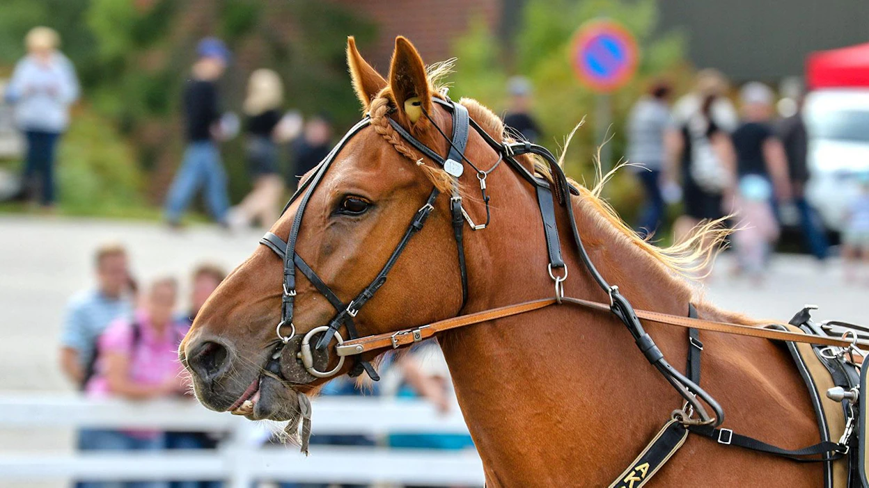 Tämä kaunotar varsoineen vierailee Farmarissa heinäkuussa. Eteläpohjalainen suomenhevostamma Akaasia voitti ravikuningattaren tittelin vuonna 2018.