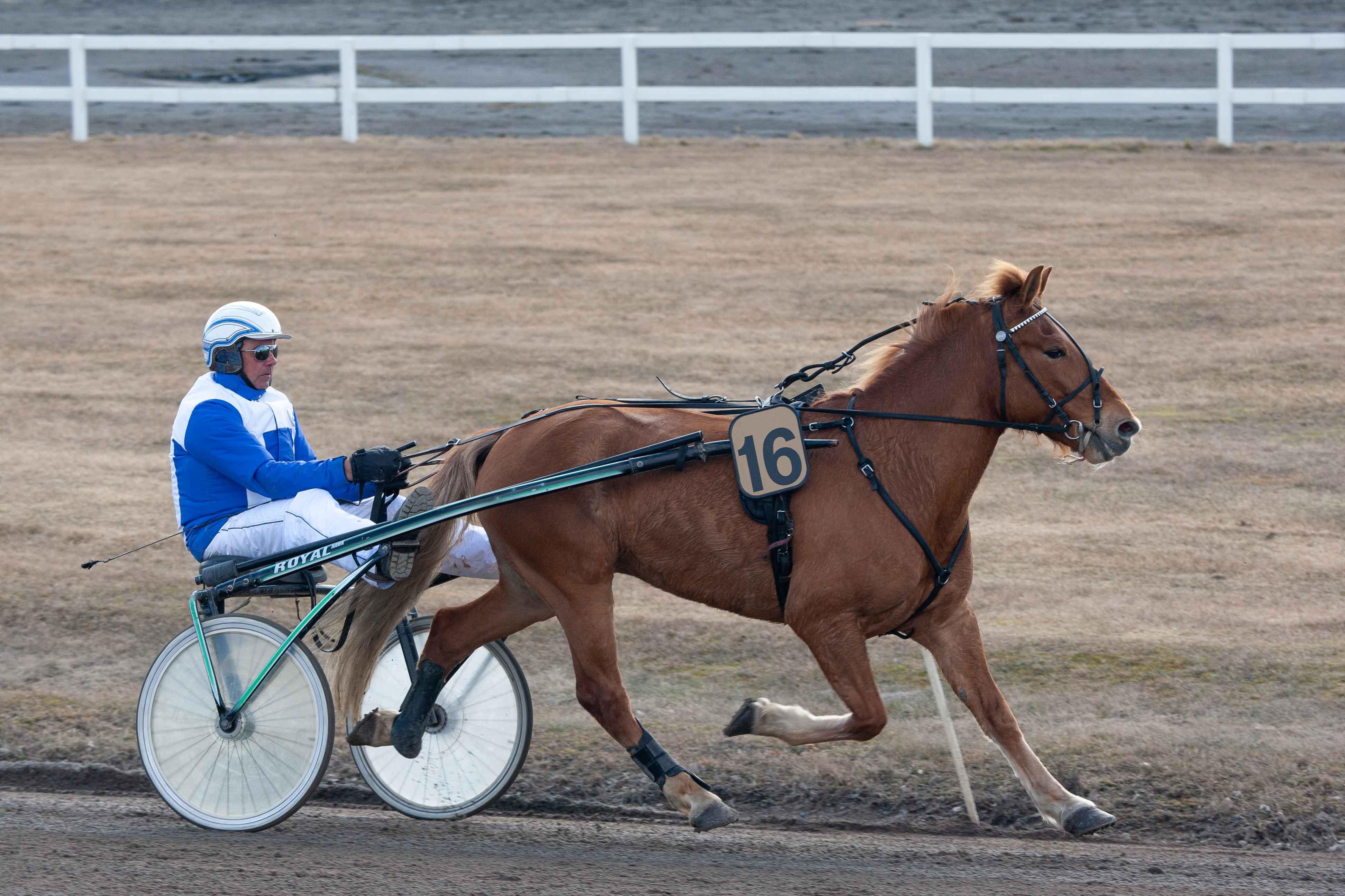 Hipatsun uran jatko on tällä hetkellä mietinnässä. Kuvassa ruunaa ohjastaa Olavi Oja-Nisula.