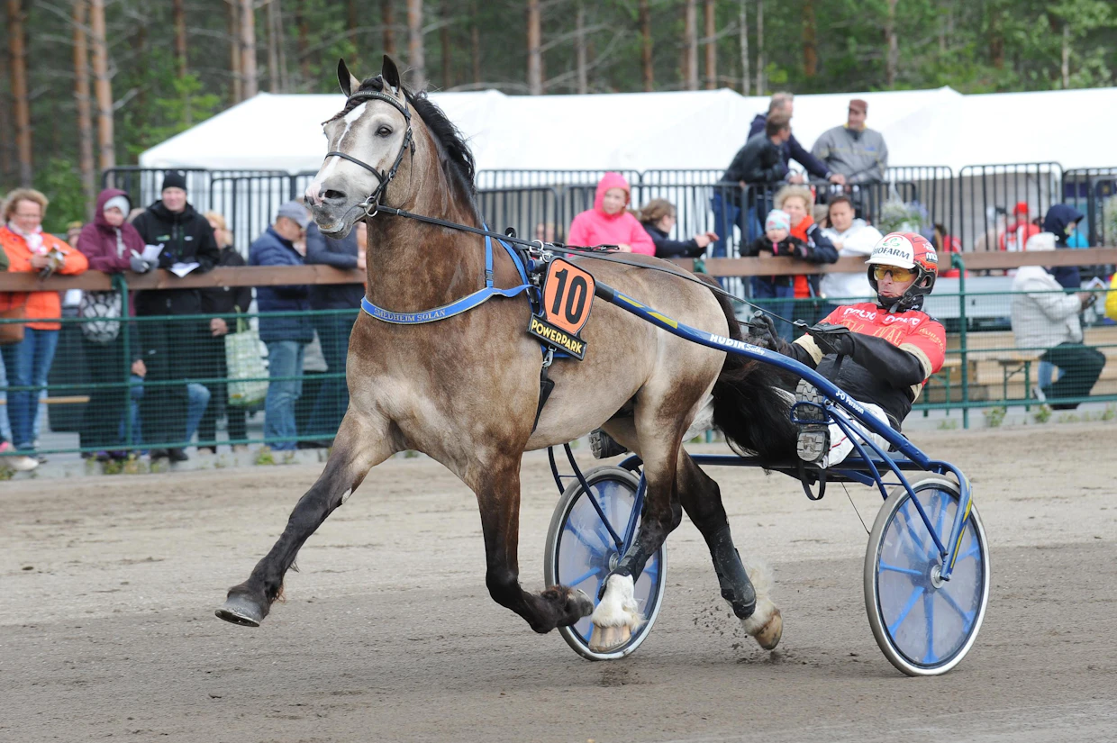 Värillään ihastuttava Smedheim Solan juoksee tänä vuonna Nordic Kingin kakkoskisassa. Kuva vuodelta 2019, jolloin Tapio Perttunen ohjasti oriin Nordic Kingin kakkoseksi.