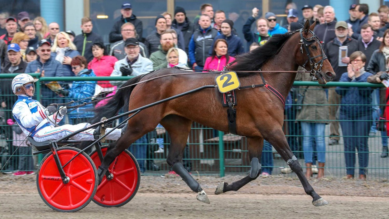 Jari Häggmanin paras hevonen on nykyisin Suomessa kilpaileva kuvan J.H.Mannerheim. Ympäri Itä-Eurooppaa seikkaillut varsa on menestysravurin pikkusisko.
