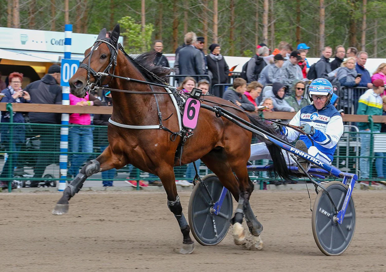 Kuvan Express Duo on Pekka Korvelle tuttua ja tärkeää sukua. Hän kilpaili myös Express Duon isällä Express Itillä, joka oli Suomen isäoritilastossa viidesti ykkönen kolmevuotiaissa ja neljästi sekä kaikissa ikäluokissa että nelivuotiaissa.