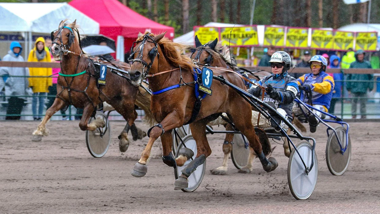 Herra Heinämies voitti Nordic Kingin viisivuotiskisan viisi vuotta sitten. Nyt kymmenvuotiaana ori on mukana juhannuksen pääkisassa.