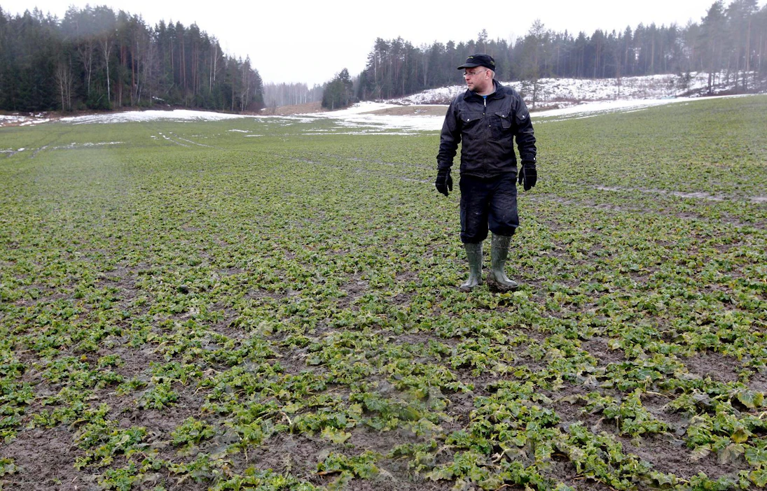 Viljelijä Olli-Pekka Ruponen kertoi MT:n haastattelussa vuosi sitten keväällä tähtäävänsä tilallaan 80 prosentin talviaikaiseen kasvipeitteisyyteen. Kuvassa Ruponen astelee syysrapsilohkolla.