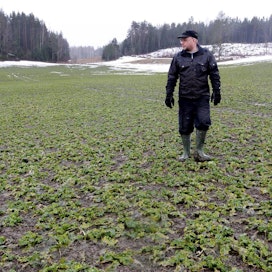 Viljelijä Olli-Pekka Ruponen kertoi MT:n haastattelussa vuosi sitten keväällä tähtäävänsä tilallaan 80 prosentin talviaikaiseen kasvipeitteisyyteen. Kuvassa Ruponen astelee syysrapsilohkolla.