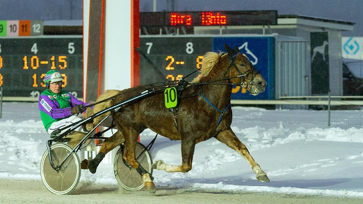 Risto Tupamäen ohjastama Costello jatkaa MT:n vihjerivin tukipilarina.