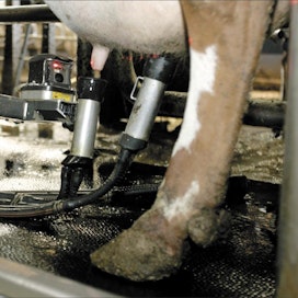 EU:n maatalousuudistuksen lykkääntyminen hankaloittaa 141-neuvotteluja. Etelä-Suomen 141-tuki on tärkeä muun muassa maitotiloille. Raisa Kyllikki Karjalainen