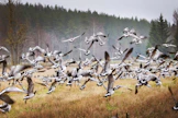 Hanhitilanneraportti on koottu Pohjois-Karjalan ely-keskuksen, BirdLifen ja Ilmatieteen laitoksen yhteistyönä.