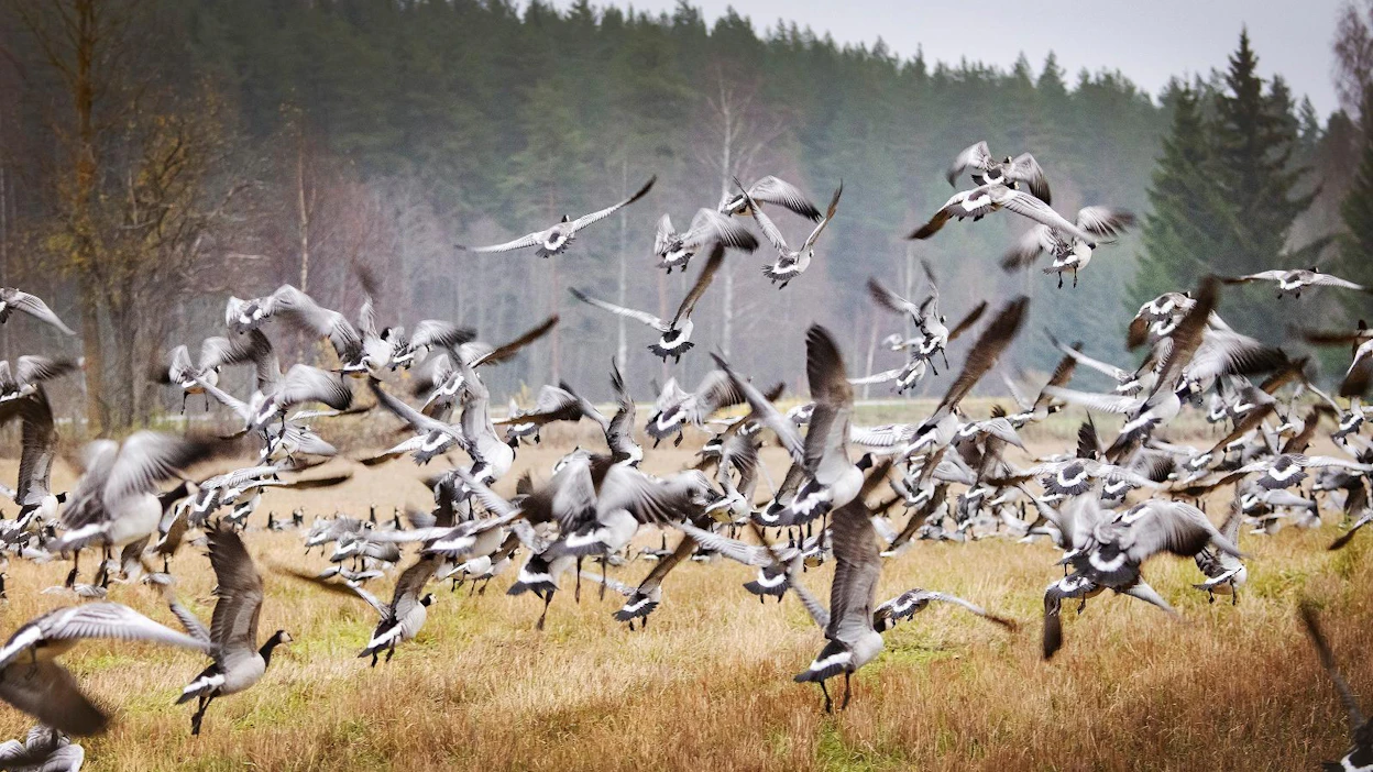 Hanhitilanneraportti on koottu Pohjois-Karjalan ely-keskuksen, BirdLifen ja Ilmatieteen laitoksen yhteistyönä.