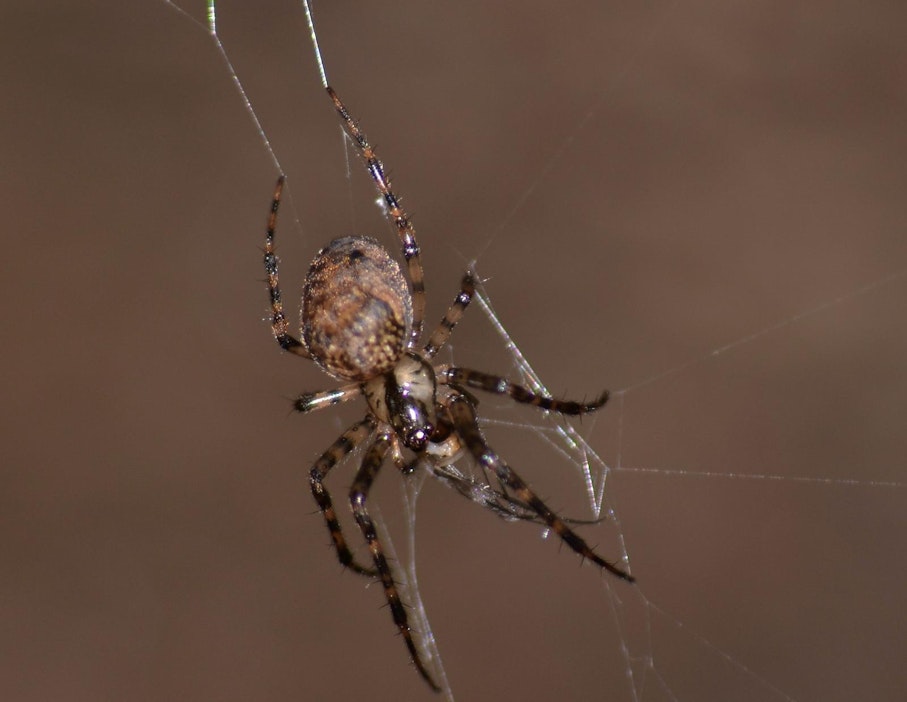 Tiede: Älä tapa hyödyllistä apuria – hämähäkit syövät enemmän ötököitä kuin  ihmiset lihaa - Uutiset - Maaseudun Tulevaisuus