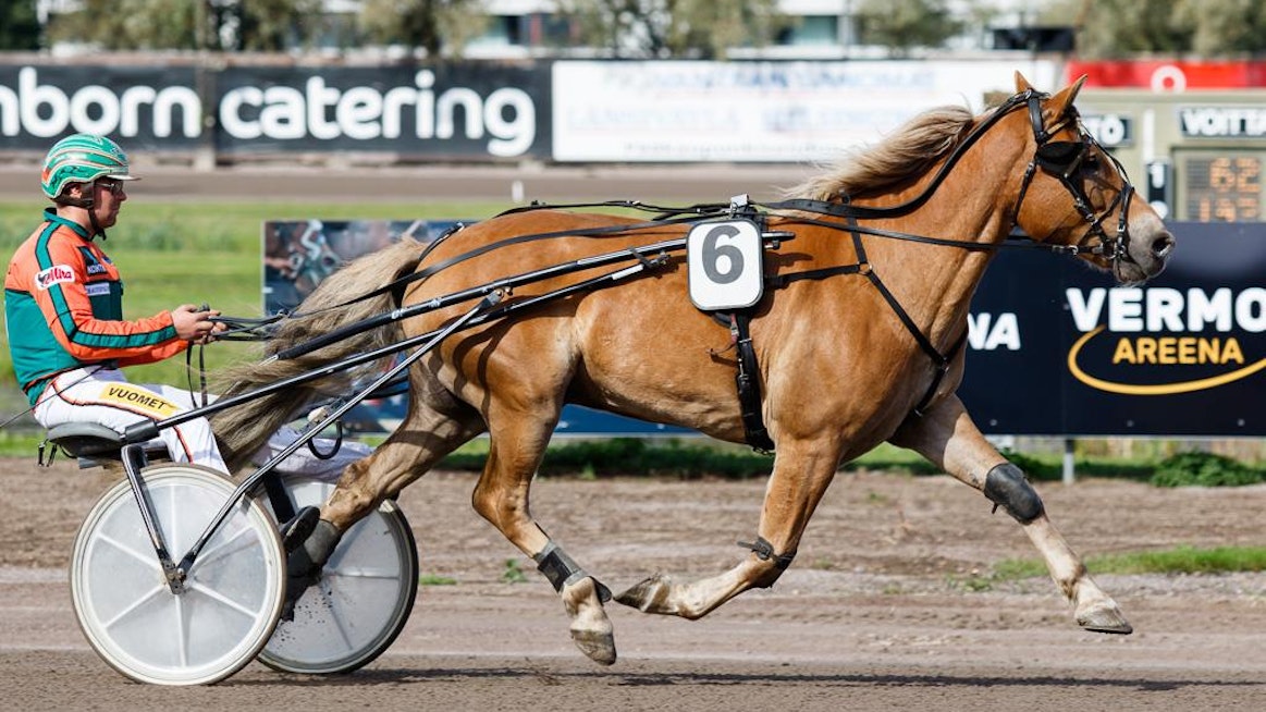 Antti Tupamäen tallin ykköstykki Polara palaa tänään tositoimiin. Urallaan yli 485 000 euroa ansainnut superjuoksija on niittänyt kotimaan ohella menestystä myös ulkomailla. Vuonna 2017 Polara vei nimiinsä Elitkampenin ja 2018 Alm Svartenin muistoajon.