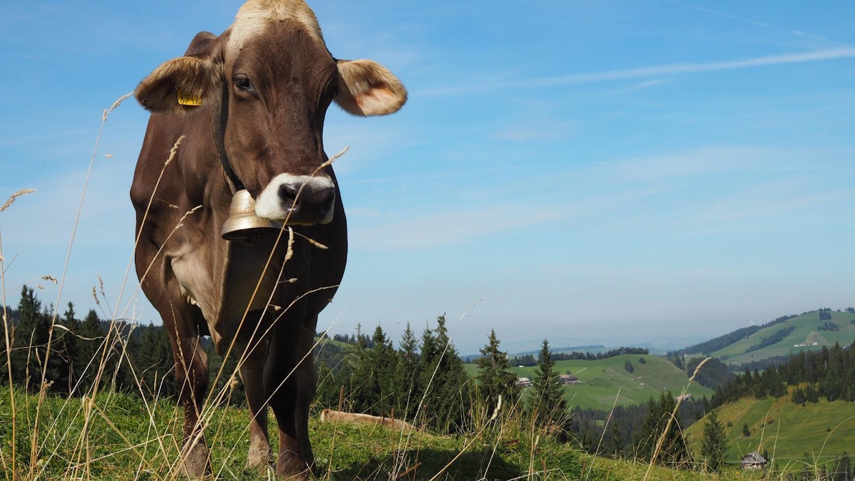 Sveitsissä karja ajetaan kesäisin vuoristolaitumille.