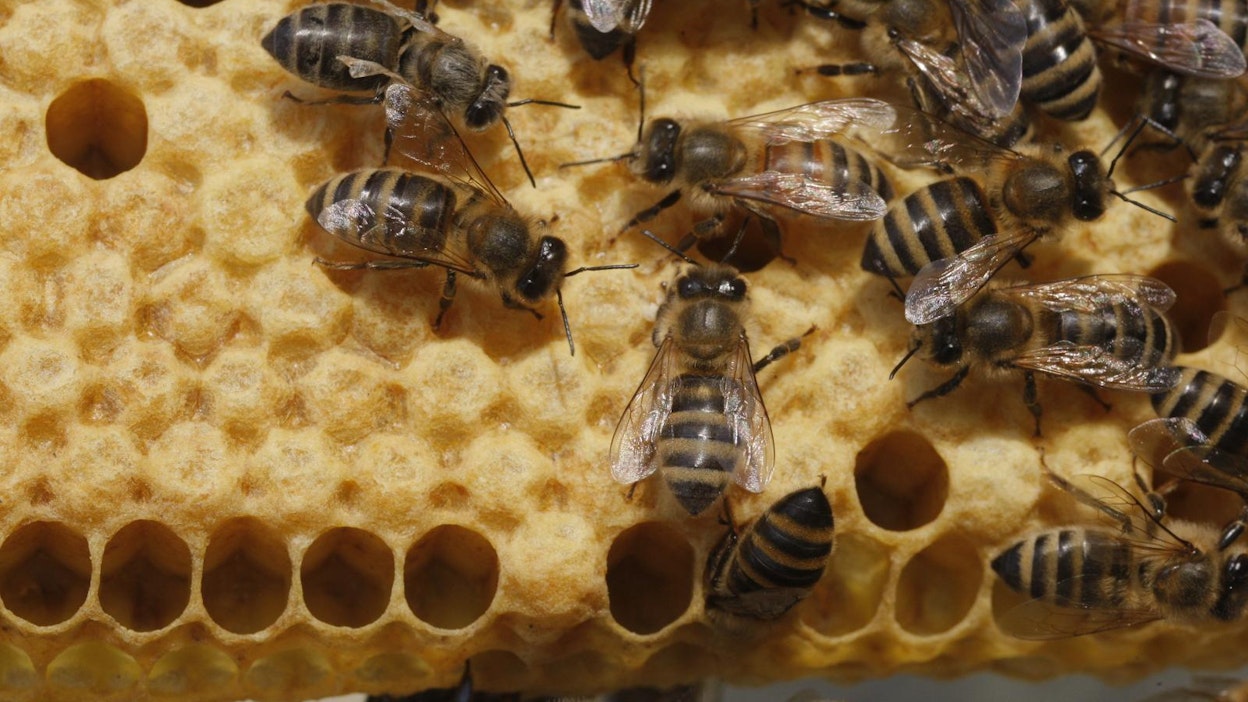 Mehiläinen on tärkeä pölyttäjä.