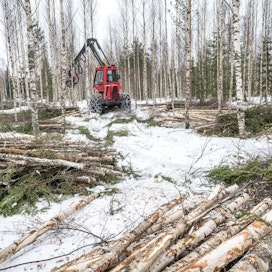 Viime vuonna metsistämme hakattiin Luken tilastojen mukaan tukkipuuta 25,8 ja kuitupuuta 36,9 miljoonaa kuutiometriä.