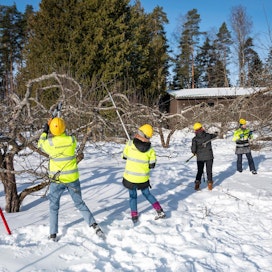 Keudan puutarhaopiskelijat leikkaavat omenapuita Saaren kartanon puutarhassa Mäntsälässä.