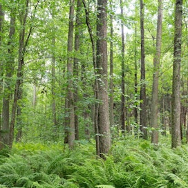 Lehtojen hoidon toimintaohjelma on osa vuonna 2016 käynnistynyttä Metsäteollisuuden metsäympäristöohjelmaa.