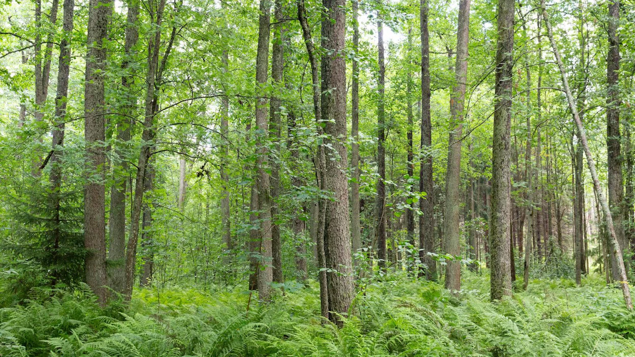 Lehtojen hoidon toimintaohjelma on osa vuonna 2016 käynnistynyttä Metsäteollisuuden metsäympäristöohjelmaa.