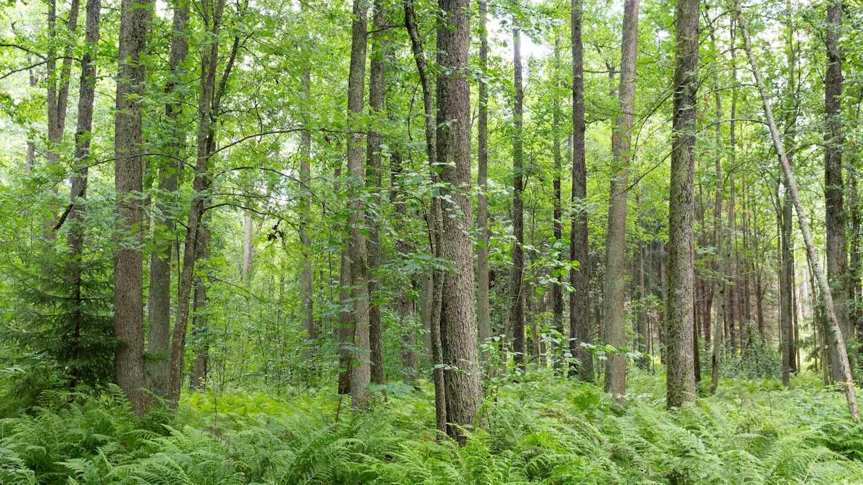 Metsänomistaja on voinut kesäkuusta lähtien tarkistaa Stora Enson verkkopalvelusta oman metsänsä monimuotoisuuskohteet.