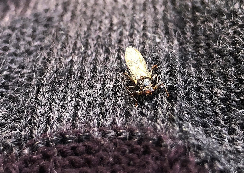 Hirvikärpäset tarttuvat helposti kiinni pörröiseen ja huokoiseen tekstiiliin.