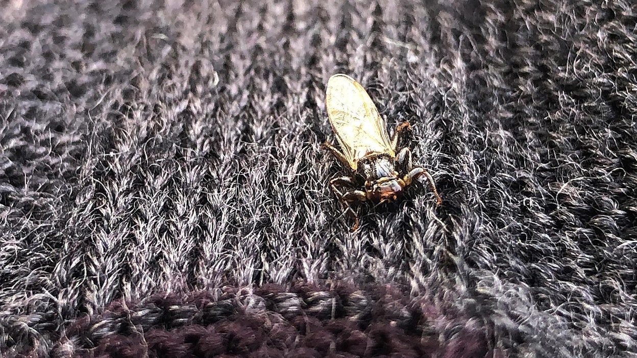 Hirvikärpäset tarttuvat helposti kiinni pörröiseen ja huokoiseen tekstiiliin.