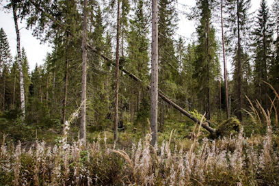 Jos metsätalous huomioisi monimuotoisuuden nykyistä paremmin, uhanalaisten lajien selviämisestä toivoa olisi enemmän, Anne Tolvanen sanoo.