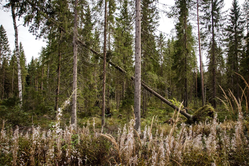 Jos metsätalous huomioisi monimuotoisuuden nykyistä paremmin, uhanalaisten lajien selviämisestä toivoa olisi enemmän, Anne Tolvanen sanoo.