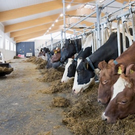 Pohjolan Maito on pohjoissuomalaisten maitotilayrittäjien omistama maidonhankintaosuuskunta. Arkistokuva.