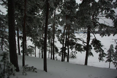 Pohjoisten alueiden arvokkaita metsiä on vielä suojelematta.