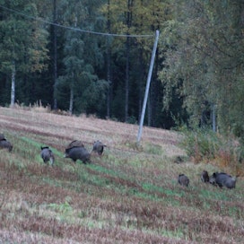 14 villisian lauma vieraili joutsalaisella kuminapellolla syyskuun lopulla ja uudelleen perjantaina 23. lokakuuta.