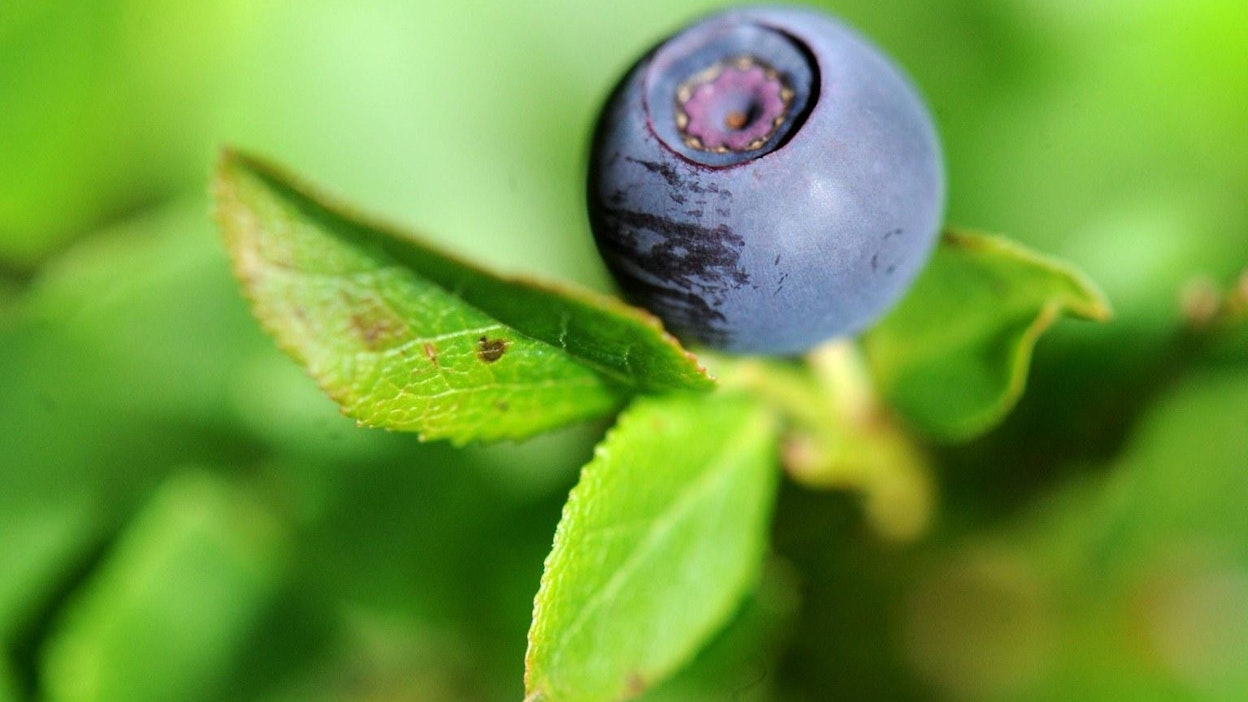 Mustikan ostot jäivät hivenen edellisvuoden ennätystasosta.