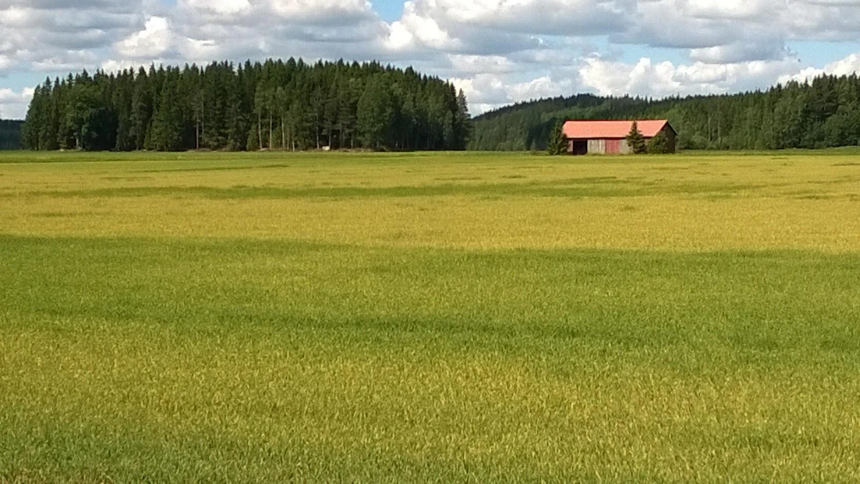 Maatilojen kassakriisi uhkaa, koska EU-tukien maksatukset ovat myöhässä ja märkä kesä verottaa satoa. Jokioisissa pellot kellastuvat liiasta märkyydestä.