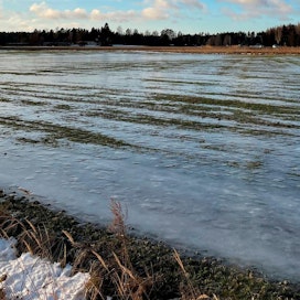 Jääkuori peitti oraita Mynämäellä tammikuun puolivälissä.