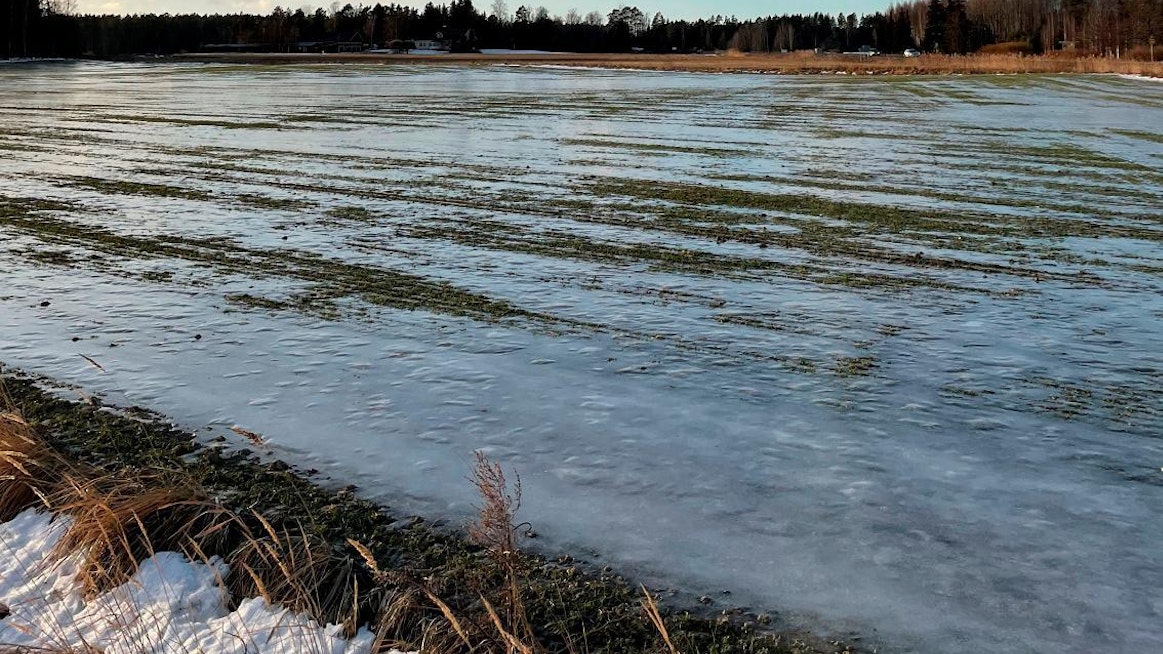 Jääkuori peitti oraita Mynämäellä tammikuun puolivälissä.