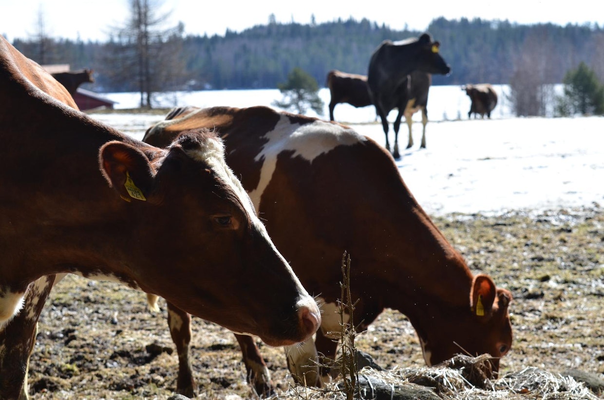 Jooga ulkoilemassa kevättalvella.