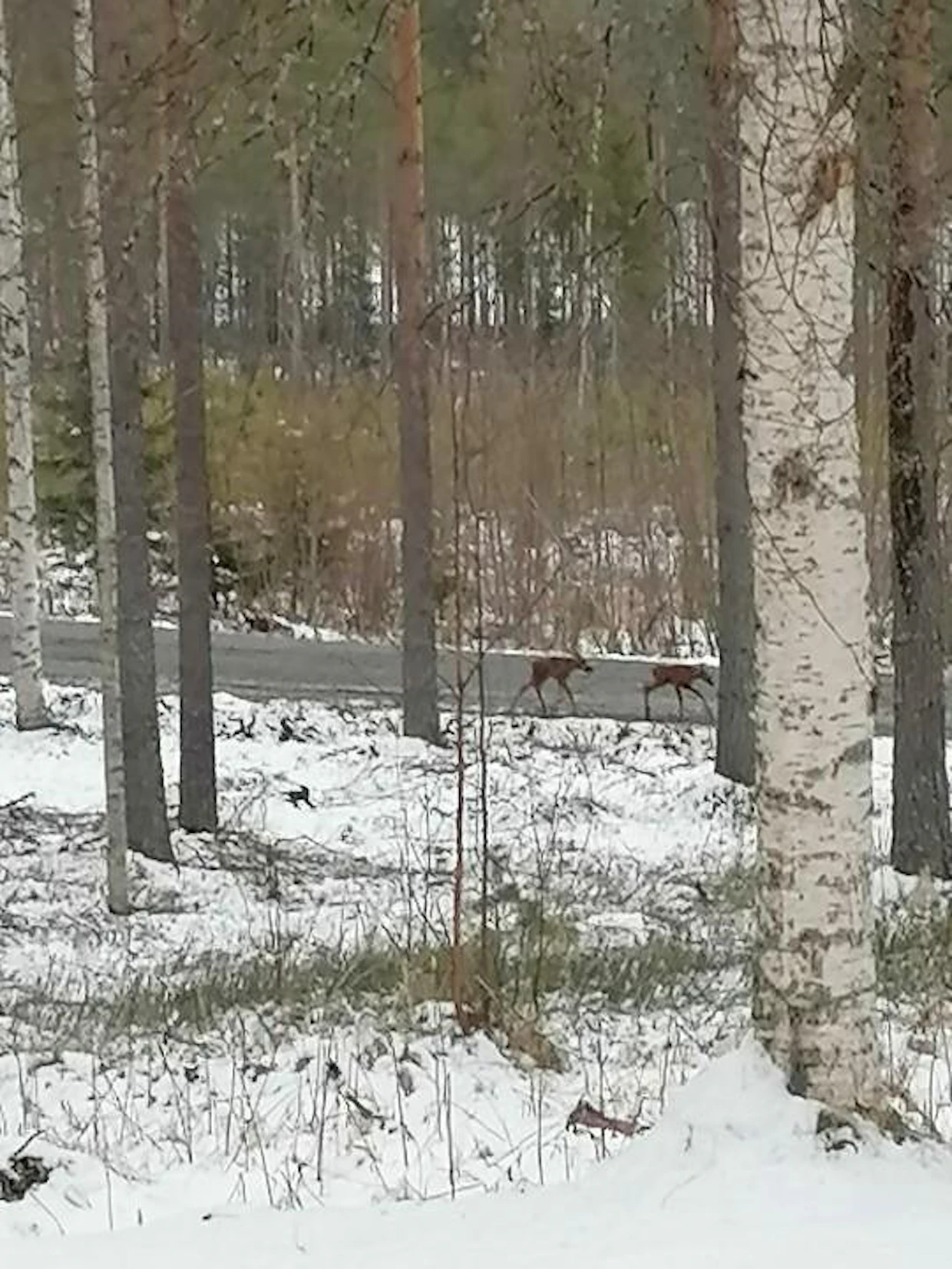 Kun hirviemä komensi vasat liikkeelle, tekivät ne työtä käskettyä.