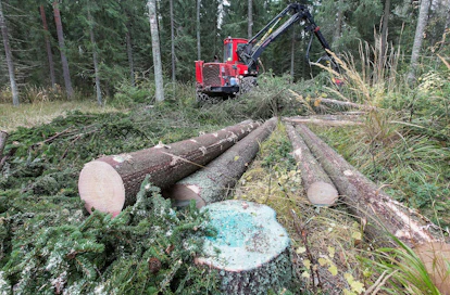 Juurikääpää torjutaan yleensä ureavalmisteella, joka jättää kantoon vihreän värin.