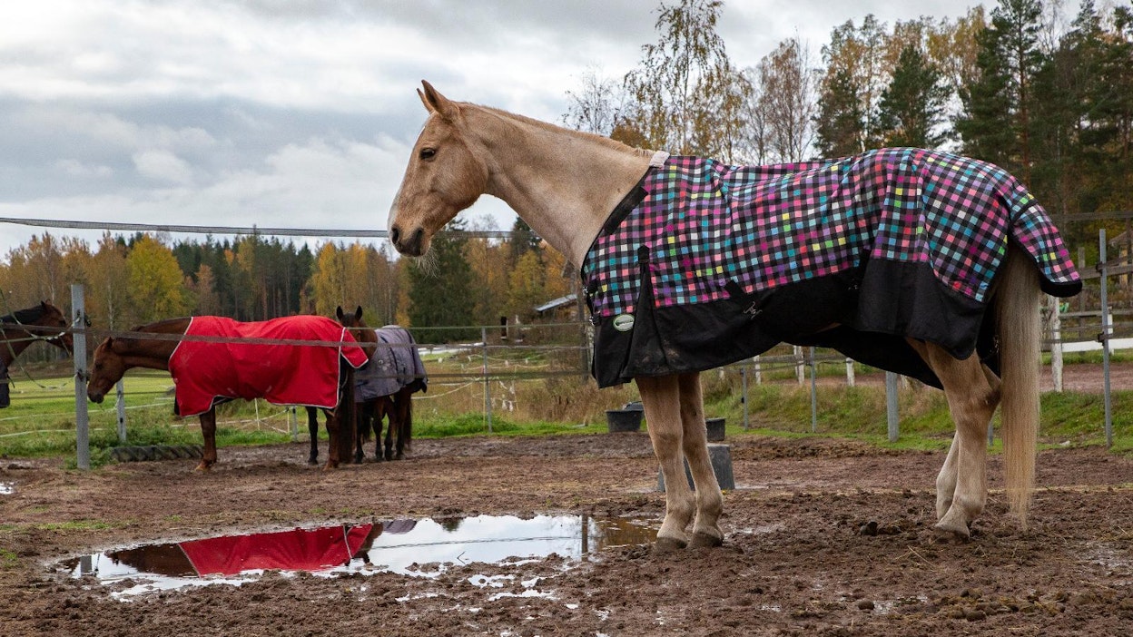 Vaikka kotona olisi vain omia hevosia, on huhtikuusta voimaan tulleiden määräysten mukaan siis pitänyt rekisteröityä hevosten pitopaikaksi. Ammattitallit ovat olleet ilmoitusvelvollisia jo aiemmin, joten niiden tiedot siirtyivät uuteen rekisteriin suoraan.