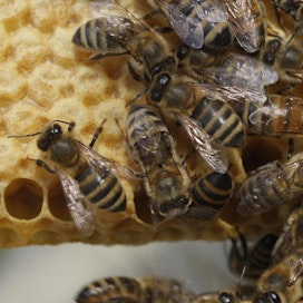 Mehiläistarhauksen kannattavuuden romahtamiseen vaikuttaa eniten huono hunajavuosi.