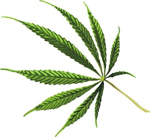 Hamppukasvista saatavaa kannabista käytetään myös kipulääkkeenä.