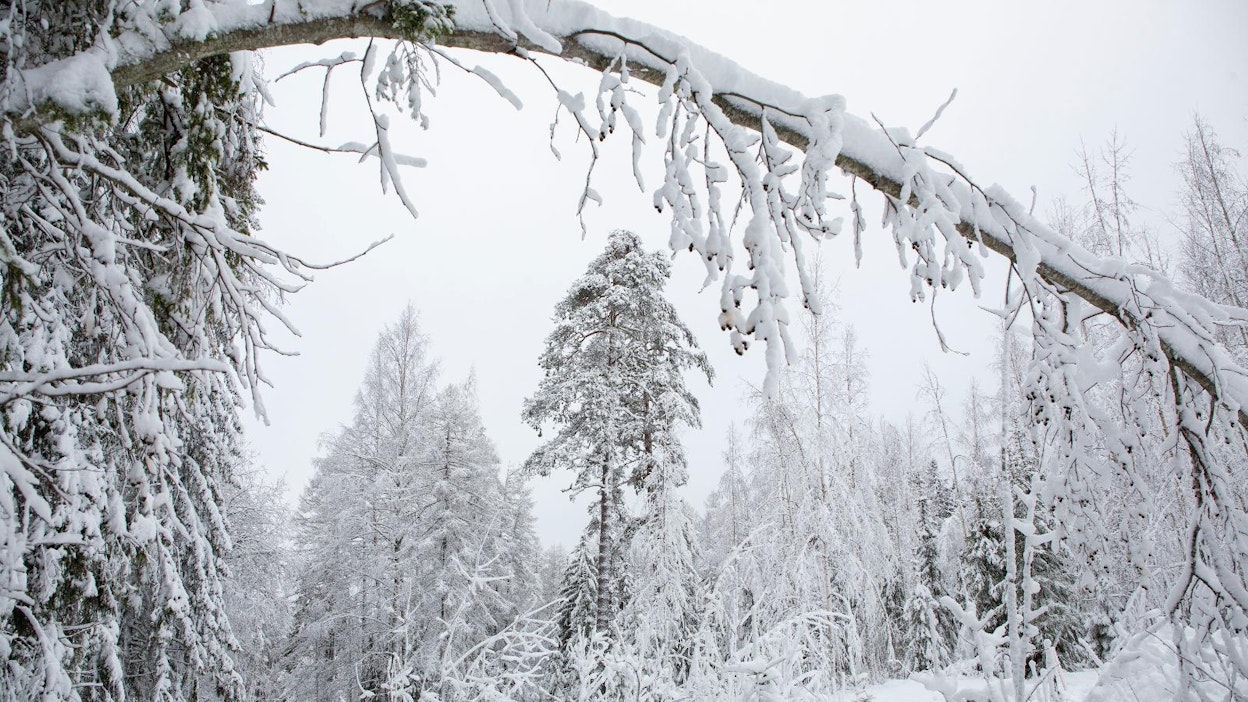 Paksu lumikerros painaa puita. Kuva on Savonlinnasta.