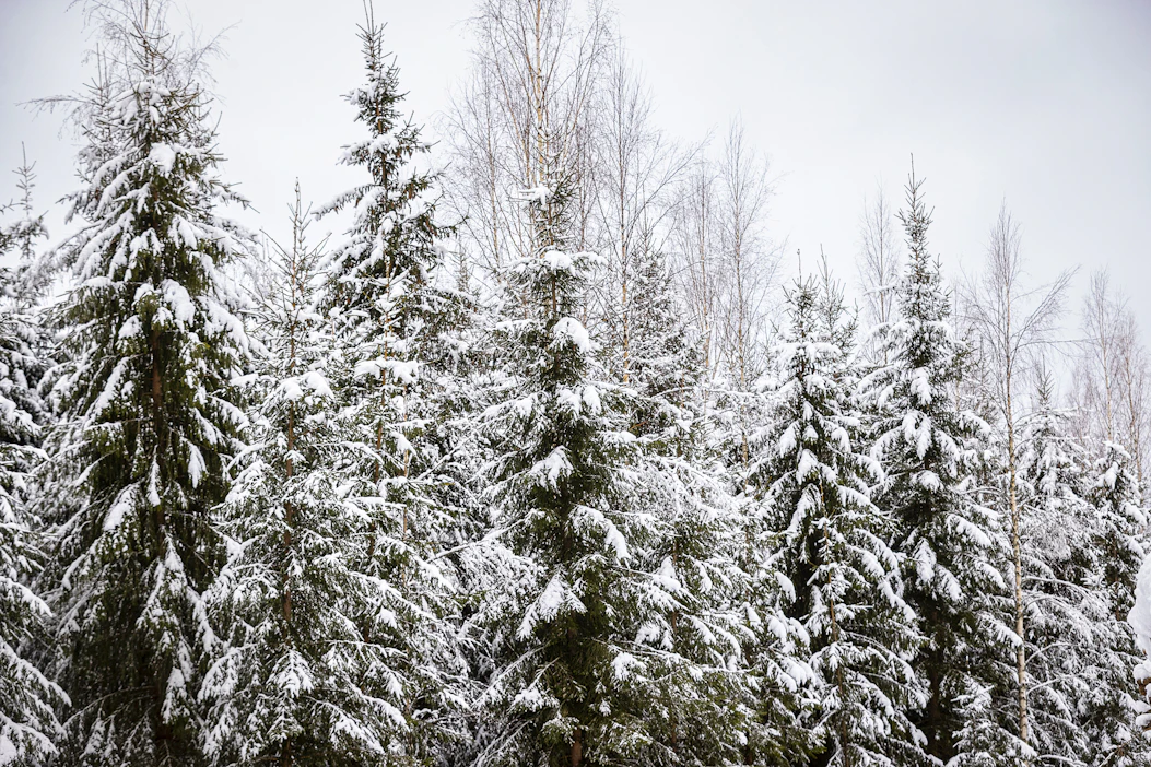 Metsäteollisuus auttaa maailmaa irtaantumaan fossiilitaloudesta, sillä uusiutuville ja kierrätettäville puupohjaisille tuotteille on alati kasvava kysyntä, Metsäteollisuus ry muistuttaa.