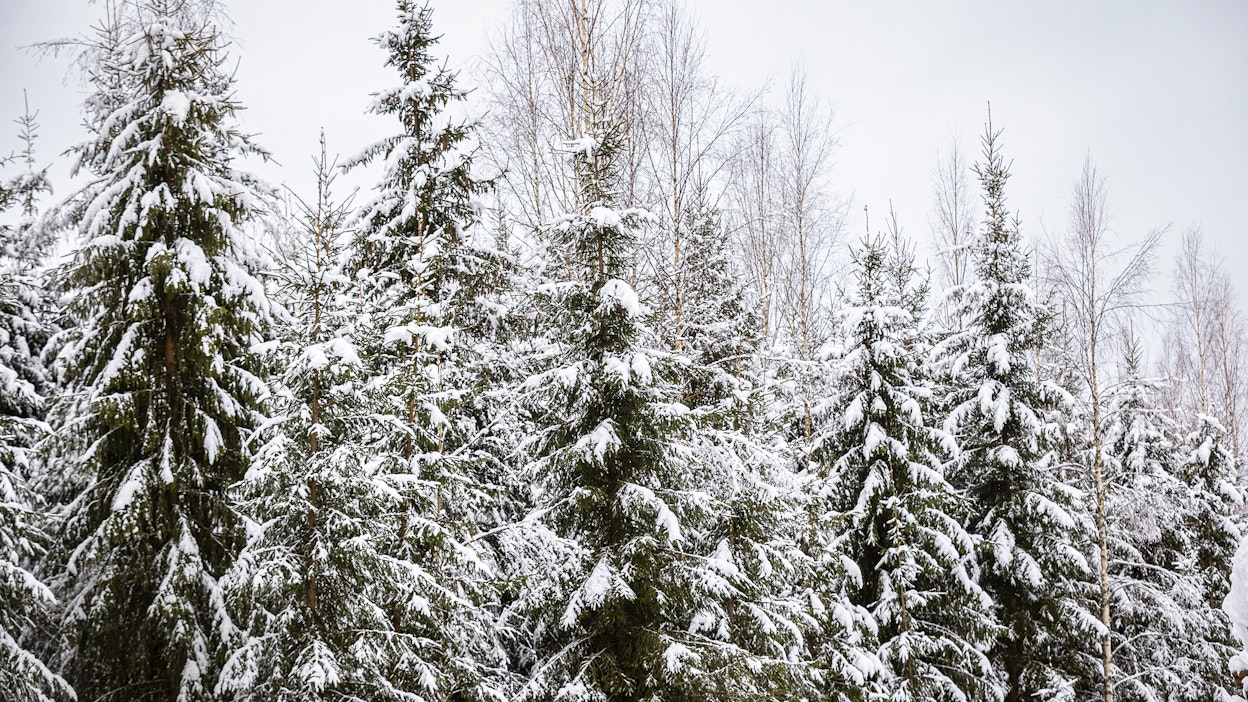 Metsäteollisuus auttaa maailmaa irtaantumaan fossiilitaloudesta, sillä uusiutuville ja kierrätettäville puupohjaisille tuotteille on alati kasvava kysyntä, Metsäteollisuus ry muistuttaa.