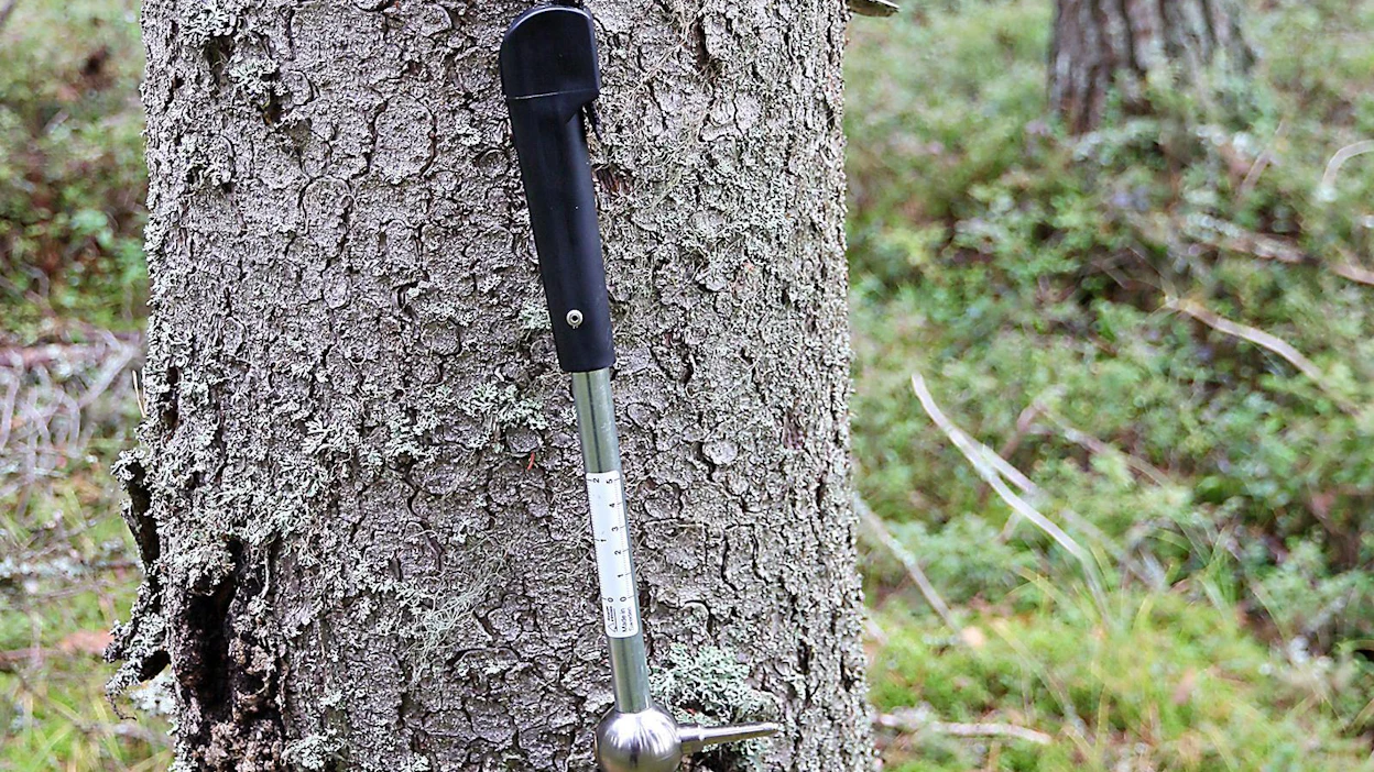 Lustovasaran varressa on mitta-asteikko, johon vertaamalla kasvupaksuuden voi määrittää tarkasti.
