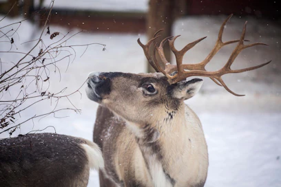 Totutustarhassa asuvat metsäpeurat kuuluvat luontoonpalautusprojektiin, eivätkä ne saa tottua liiaksi ihmisiin. Kuvan metsäpeura asuu Ähtärin eläinpuistossa.