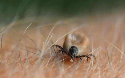 Borrelioosi on bakteeri-infektio, joka voi levitä ihmiseen punkin puremasta. Lehtikuva / Jussi Nukari