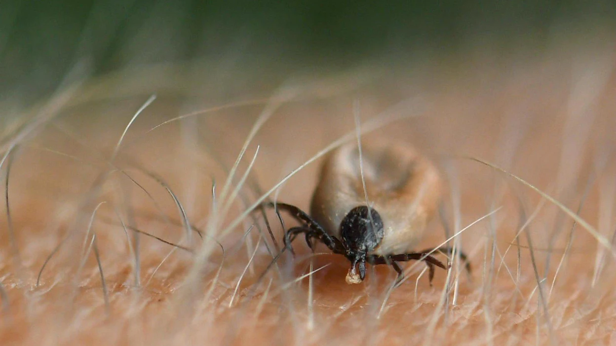 Borrelioosi on bakteeri-infektio, joka voi levitä ihmiseen punkin puremasta. Lehtikuva / Jussi Nukari