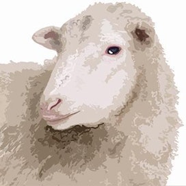Sudet tappoivat lampaita viime vuonna ainakin 155 kappaletta.